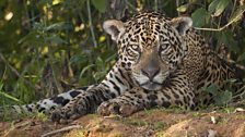 Jaguar at rest