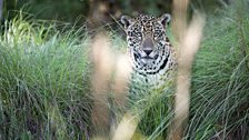 Jaguar through long grass