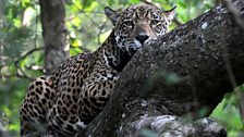 Jaguar lookout