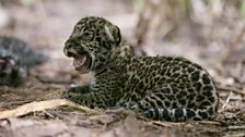 Jaguar Cub