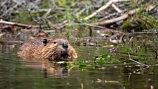 American beaver