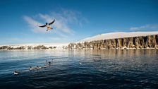 Brunnich's guillemots