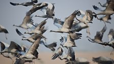 Demoiselle cranes