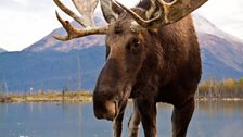 Bull moose in North America