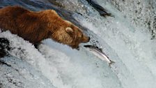 Grizzly bear catching salmon