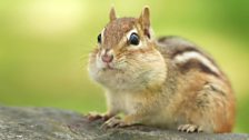 Chipmunk