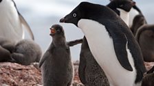 Adelie penguin parent and chick