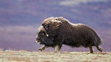 Running muskox