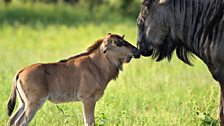 A newly born Wildebeest calf has a moment of bonding with its mother.