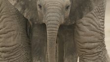 An elephant calf stands protected between her mother’s legs.