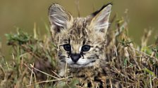 A serval kitten hides from predators in the short grass.