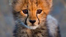 A young cheetah cub waits for mum to return.