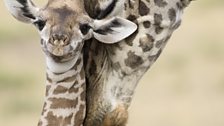 Mother and baby giraffe share a tender moment.