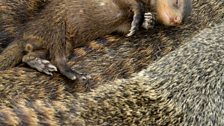 A baby banded mongoose finds a soft and warm place for a snooze.