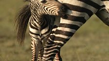 A baby zebra peaks round mum’s legs.