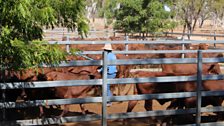 Rounding up cattle