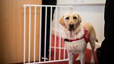 Kiwi at Medical Detection Dogs