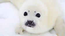 Baby harp seal perfectly camouflaged on the white ice.