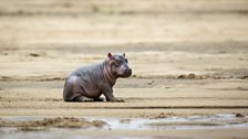 A newborn hippo takes a break on a riverbank.