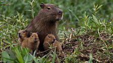 Capybara babies huddle close to mum.