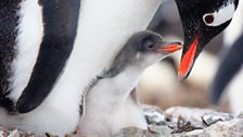 A freshly hatched Gentoo Penguin chick get’s a feed.