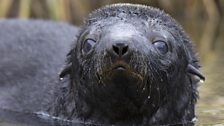 A fur seal pup learning to swim.