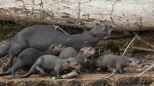 A giant river otter family head down to the river.