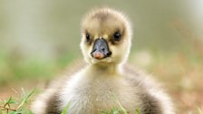 Cute little duckling on grass.