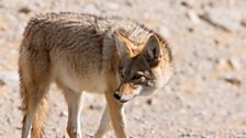 Coyotes (Canis latrans) manage to survive even in the scorching hot Death Valley in California