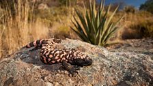 Gila monsters (Heloderma suspectum) are the largest living native reptiles in North America, growing up to 2 feet long