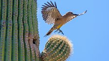 Gila woodpeckers (Melanerpes uropygialis) drill nest holes in the trunks and larger branches of the Saguaro cactus