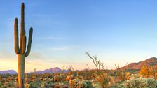 Sagauaro cacti (Carnegiea gigantea) are the largest cacti in the United States, standing up to 50 feet tall