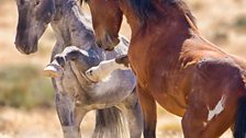 The high deserts of Nevada are home to the largest mustang (Equus ferus caballus) population in America