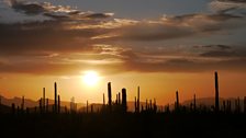 A forest of Saguaro cacti (Carnegiea gigantea) at dusk