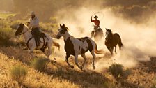 Cowboys rounding up wild desert mustangs