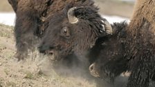 During the rut, bison bulls (Bison bison) battle one another for access to receptive females.