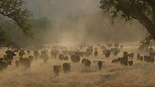 Each spring, cattle from the 3Bar ranch in California are moved 70 miles from foothills up into meadows of the High Sierra