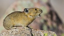 The American pika (Ochotona princeps) is a high altitude relative of the rabbit and is found all across the High Country.