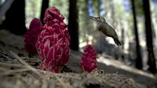 A female Anna’s hummingbird (Calypte anna) feeding from a snow plant (Sarcoides sanguinea)