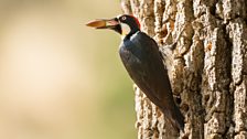 Acorn woodpeckers (Melanerpes formicivorous) work in extended families to store thousands of acorns each year.