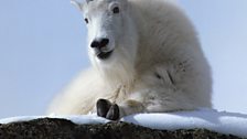 Mountain goats (Oreamnos americanus) are true high country specialists found only in North America.