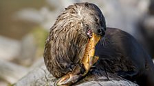 A river otter (Lontra canadensis) enjoys a dinner of cutthroat trout (Onhorhynchus clarki)