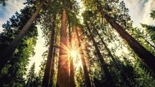 Giant sequoias (Sequoiadendron giganteum) are the biggest trees by volume on the planet