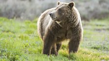 Only about 1,500 grizzly bears (Ursus horribilis) are left in the lower 48 states of the USA