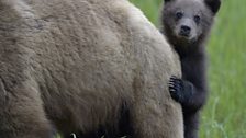 A grizzly bear cub peers out from behind its mother.