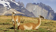 A guanaco calf, wild ancestor of the llama.