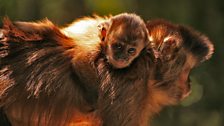 A baby capuchin monkey gets a free ride from an adult.