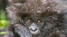 Baby mountain gorilla with a wild shock of hair. So cute! (Andy