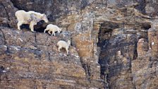 Two mountain goat kids make their way down a precipitous slope.