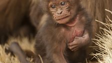 A gelada baby in the highlands of Ethiopia.